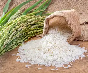 Rice